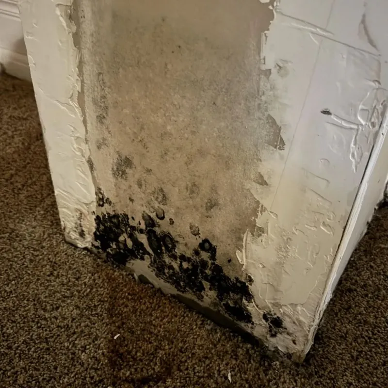 Professional Mold Removal in Florence, MS